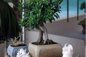 Mantén un calendario de cuidado para tu ficus bonsái: régimen regular de atención a la planta