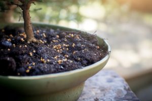 Análisis de suelo: necesidades nutricionales de tus bonsáis