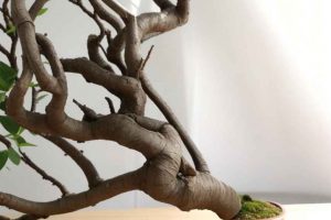 Crear un bonsái desde cero con esquejes
