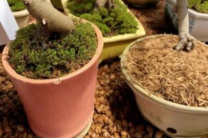 Macronutrientes para bonsáis: nitrógeno, fósforo y potasio