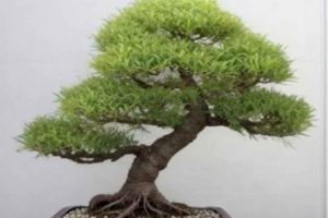¿Cuándo y como podar y modelar el bonsái de hoja perenne?