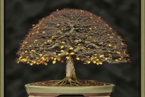 Cómo cuidar un bonsái de Olmo Siberiano en casa