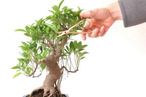 Consejos para podar tu bonsái ficus: mantener su forma y promover un crecimiento saludable