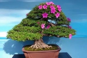 Riego y fertilización de tu bonsái de hoja perenne