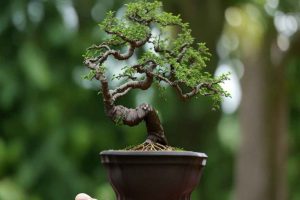 Macetas y sustratos para tu bonsái de hoja perenne