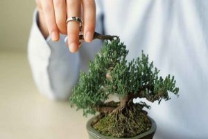 Diseña la poda del bonsái: Forma y estructura deseada