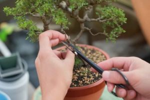 El momento de podar el bonsái: Primavera o verano