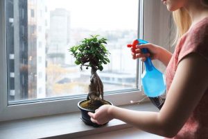 Observa tu bonsái: Identifica cuándo es adecuado podar