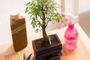 Respuestas de tu bonsái a la poda: ajusta tus técnicas