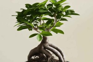 Como Cultivar un Bonsái Ficus | ¿Porqué son tan populares?