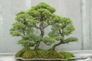 ▷ El arte del Bonsái: los estilos de bonsái perfectos para ti 👌