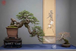 Cómo cultivar un bonsái Kifu (Cascada): guía paso a paso