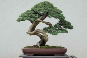Guía completa: Qué es un bonsái y cómo cuidarlo