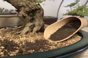 La mejor manera de fertilizar un bonsái para un crecimiento saludable